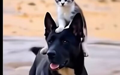 助け合い・・・アイくぅーかんのスケジュール