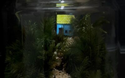 ここが居場所・・・アイくぅーかんのスケジュール