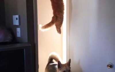 笑いの癒し・・・アイくぅーかんのスケジュール