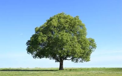 木の絵を描いてみよう・・・アイくぅーかんのスケジュール