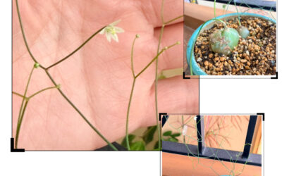 新しい事を知る喜び・・・アイくぅーかんのスケジュール